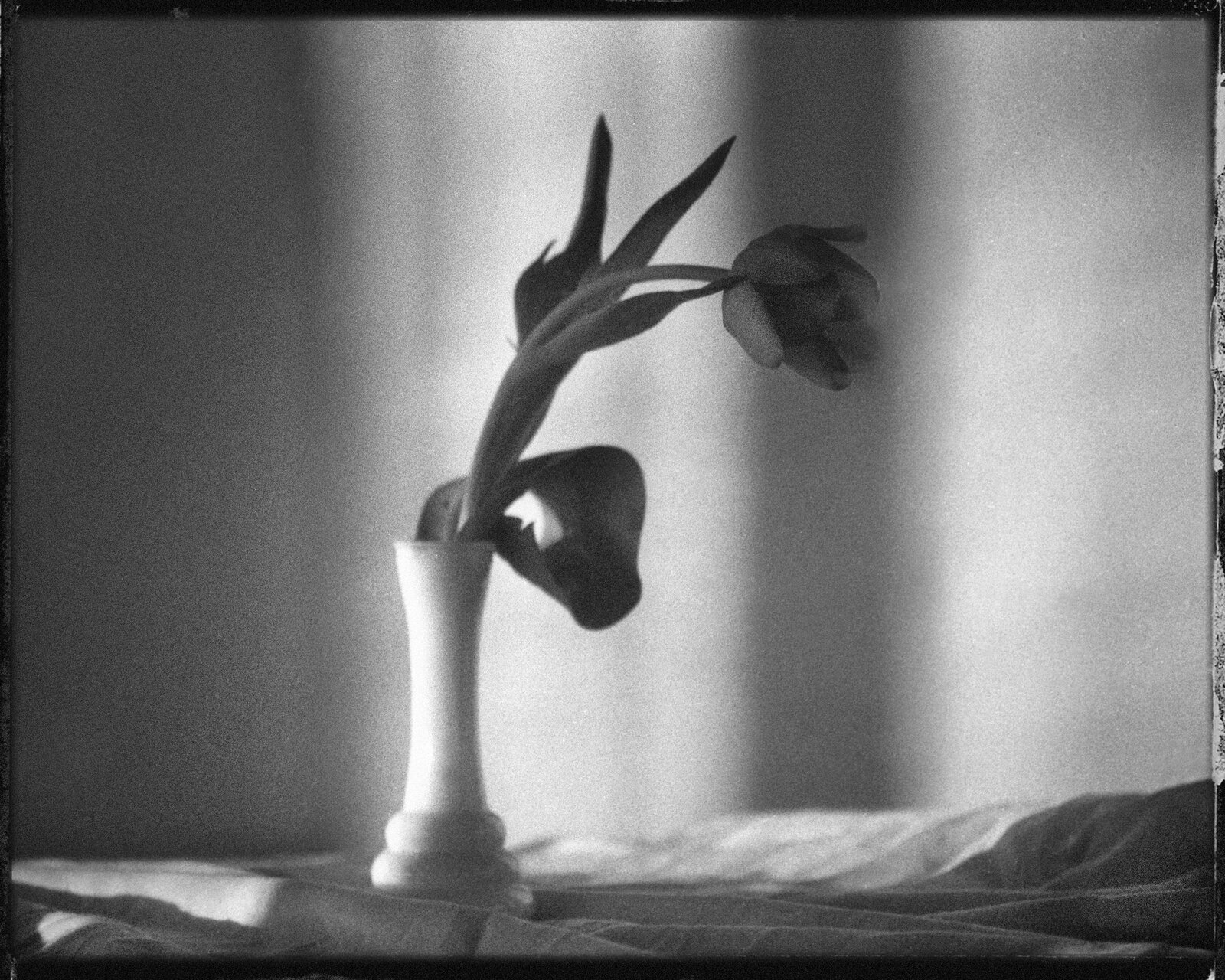 049 — Tulipán, Praha, 2005