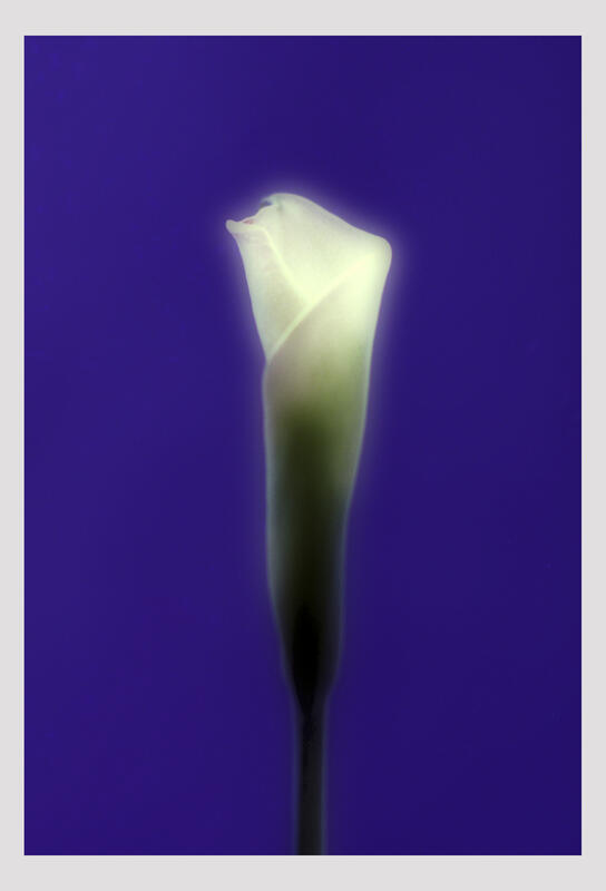 093 — Lily